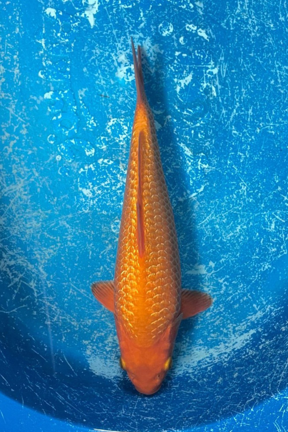 Juara 1