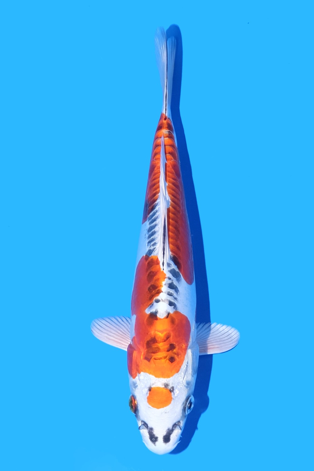 Juara 1