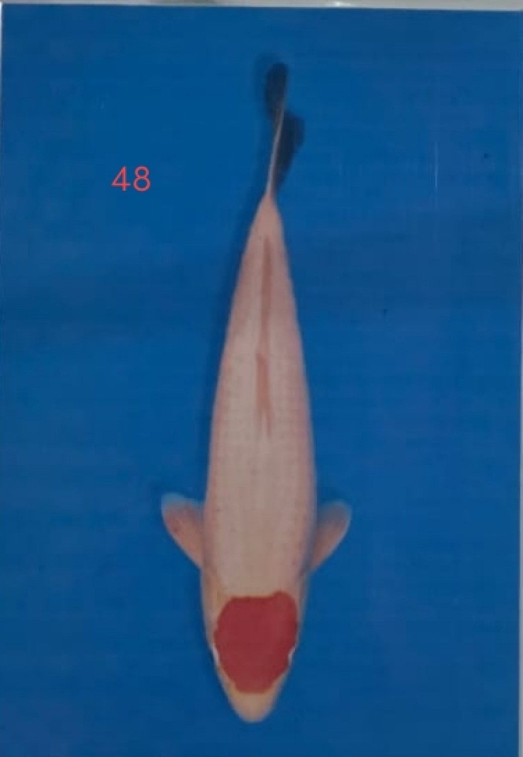 Juara 1