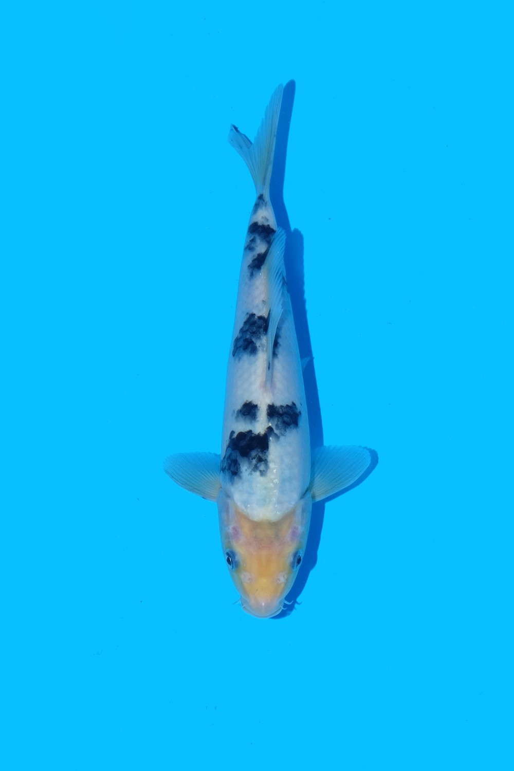 Juara 2
