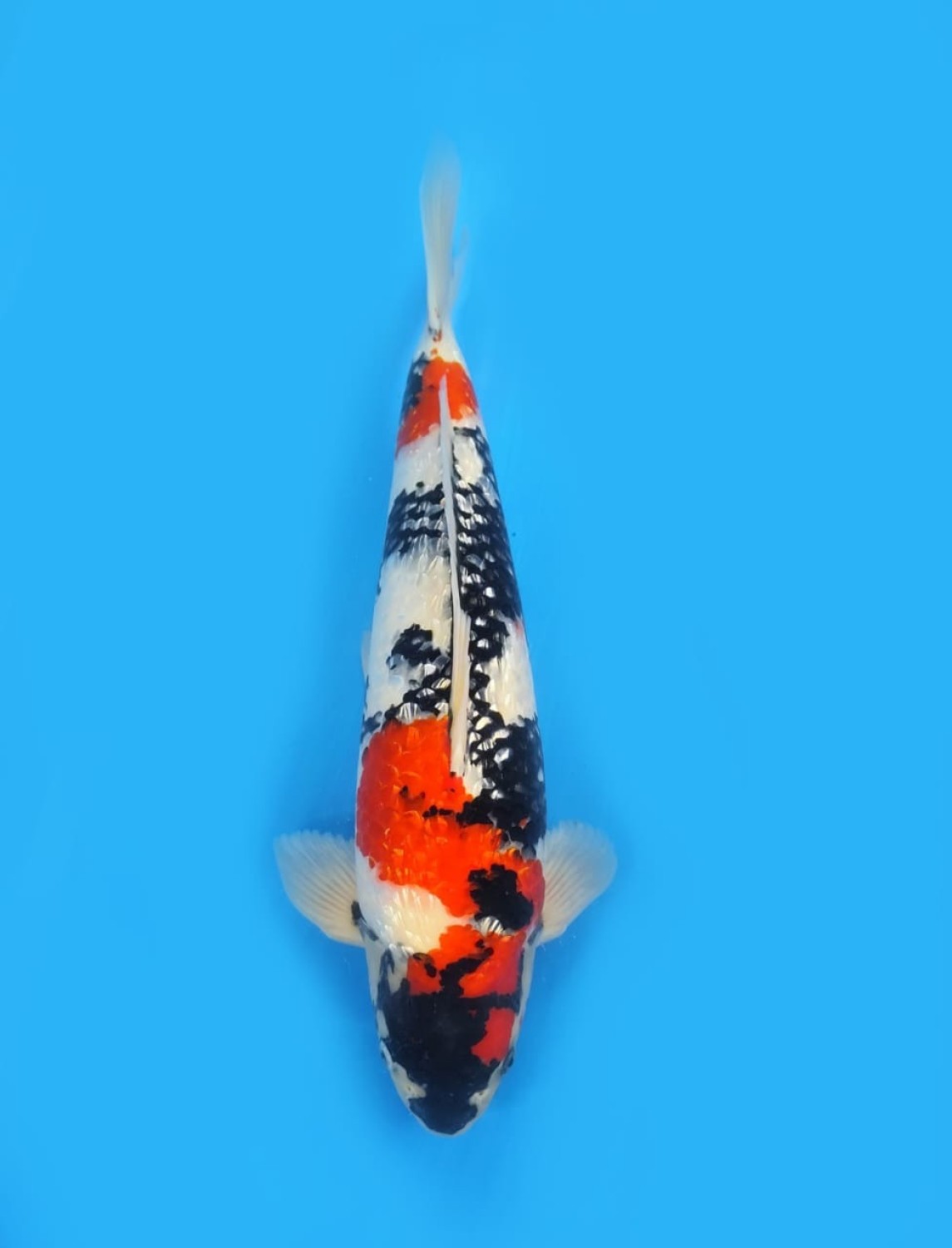 Best In Size B 46-50 Cm