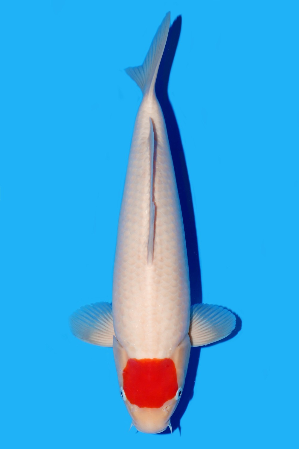 Juara 1
