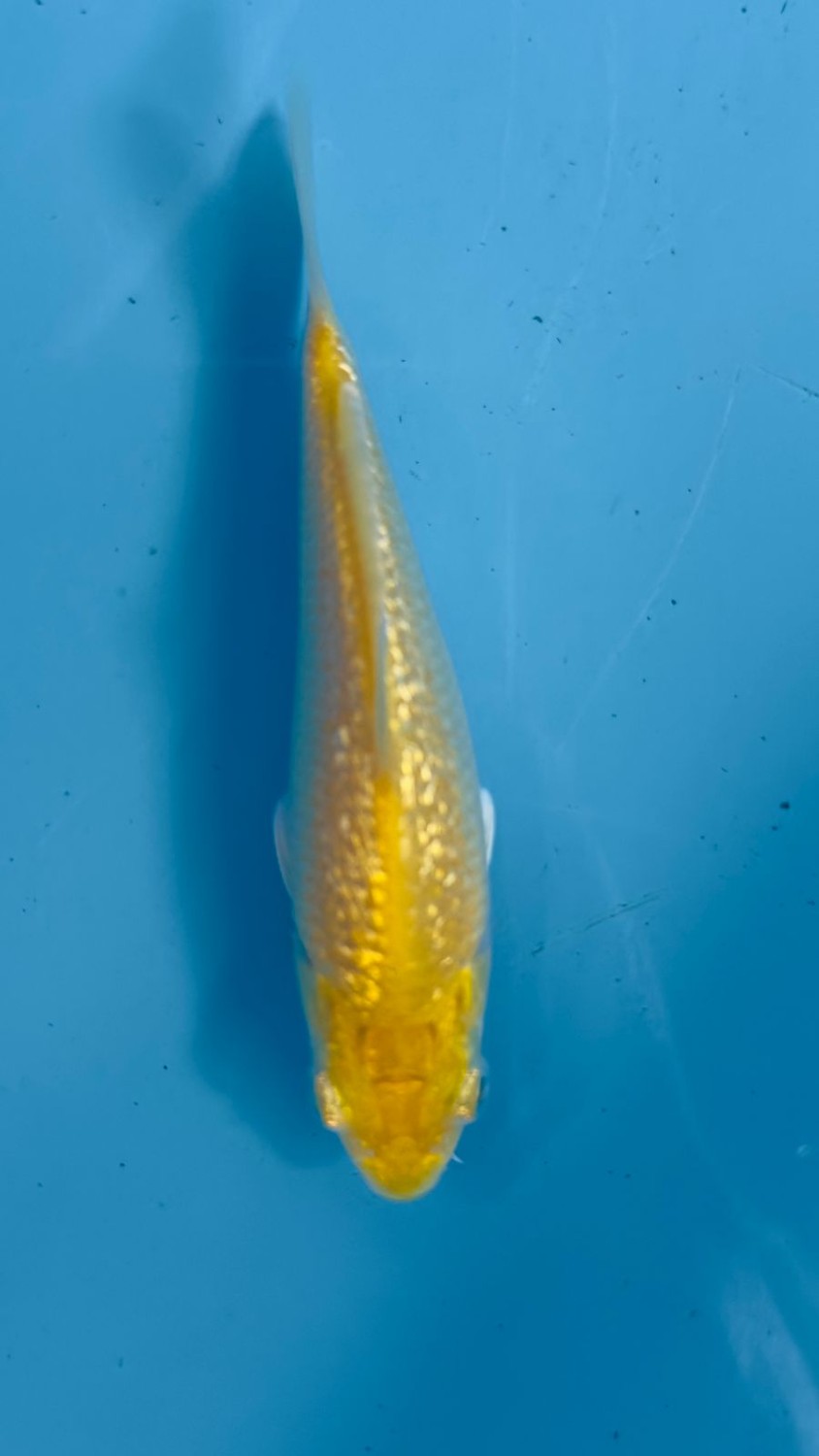 Best In Size E Up 12 cm