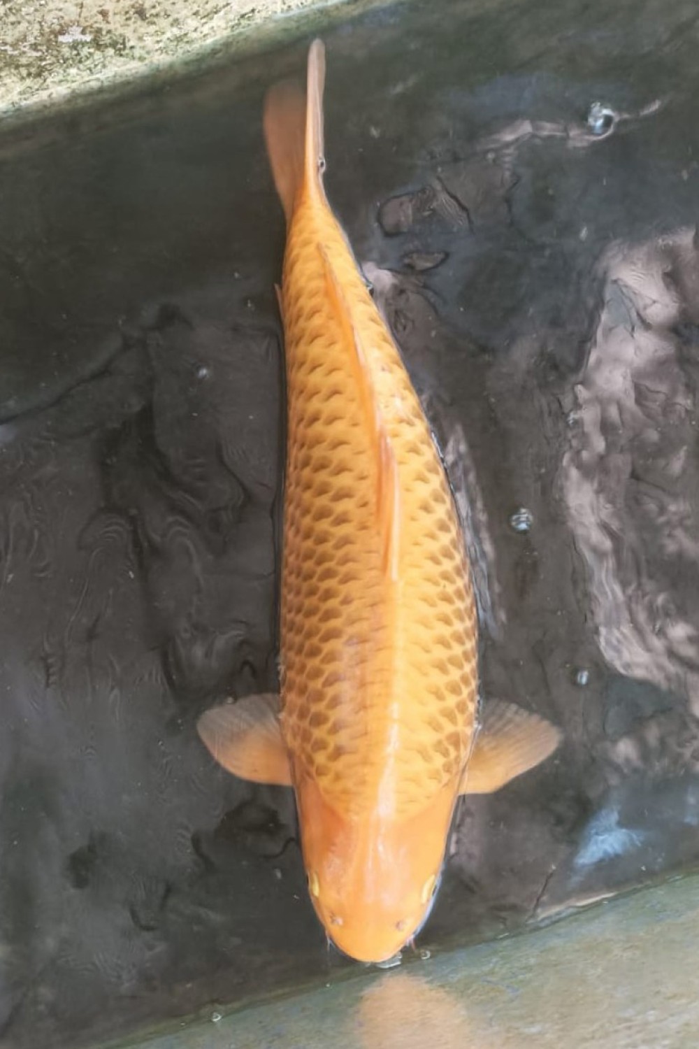 Best In Size E 46-50 Cm