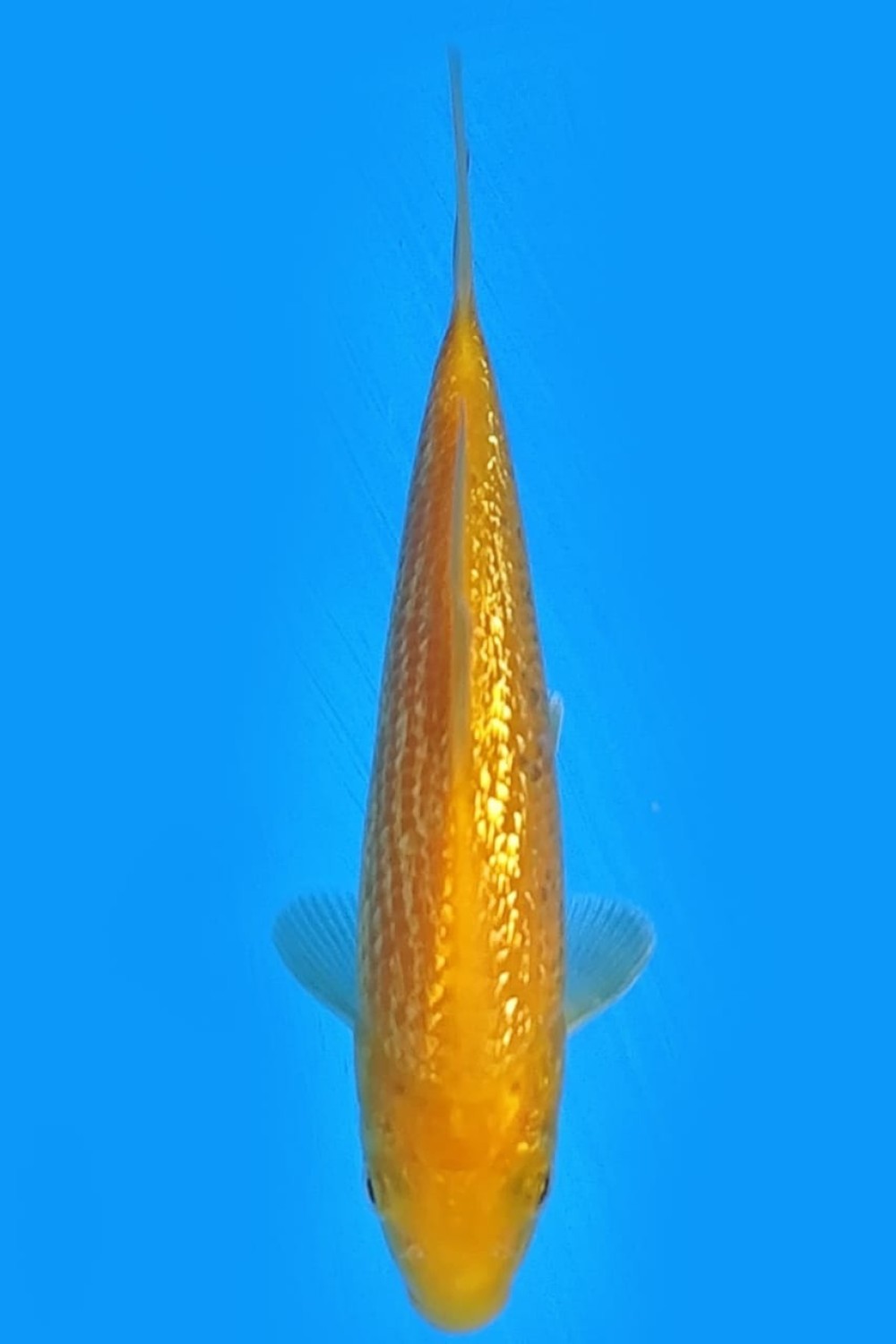 Juara 1