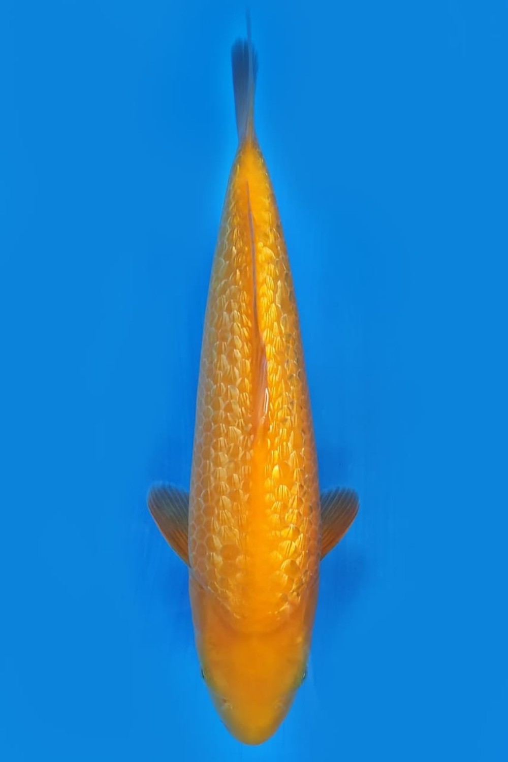 Juara 4