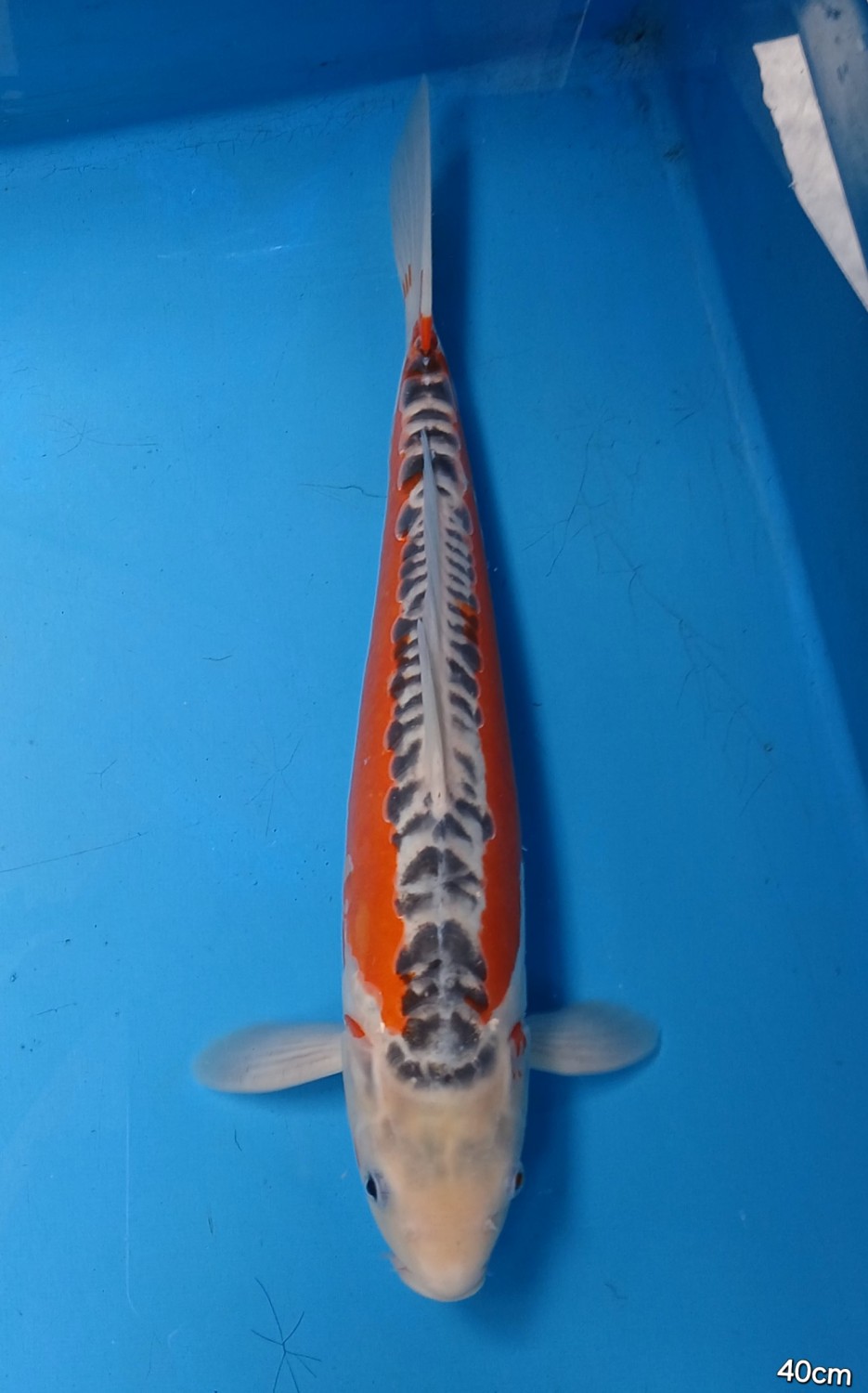 Juara 1