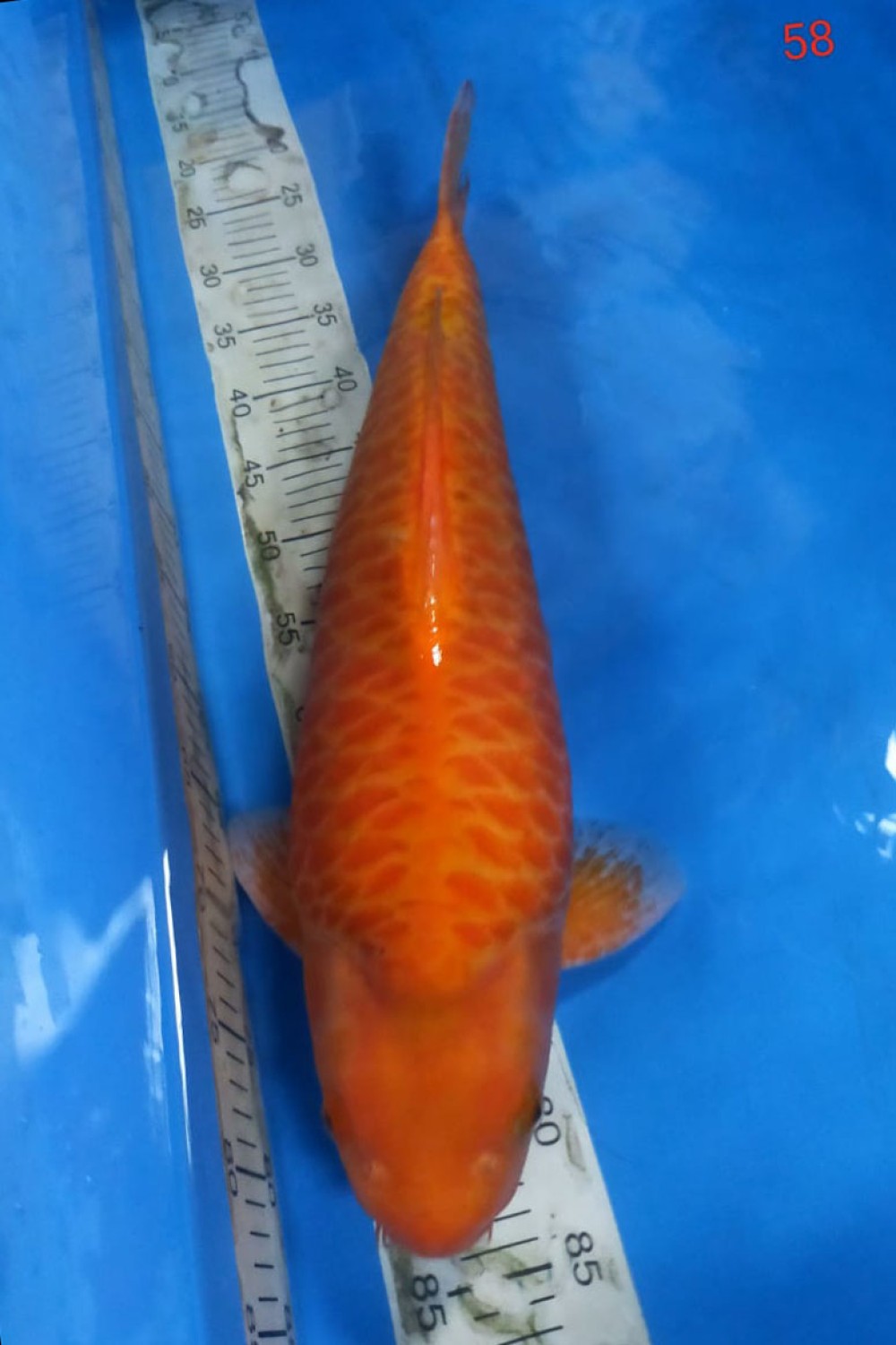 Juara 2