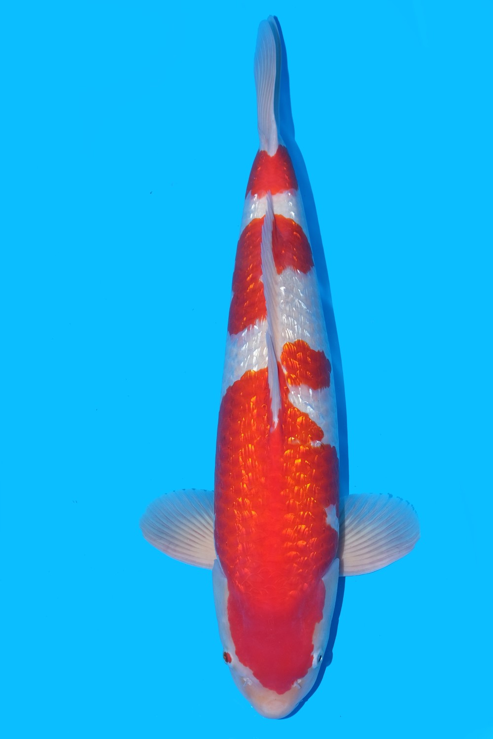 Best In Size B 56-60 Cm