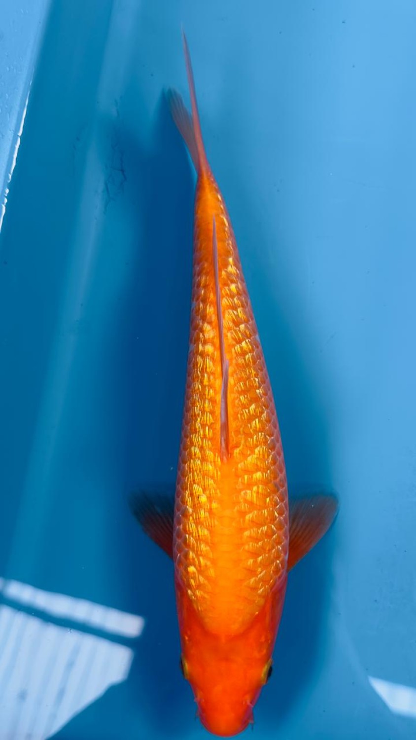 Best In Size E 26-30 Cm