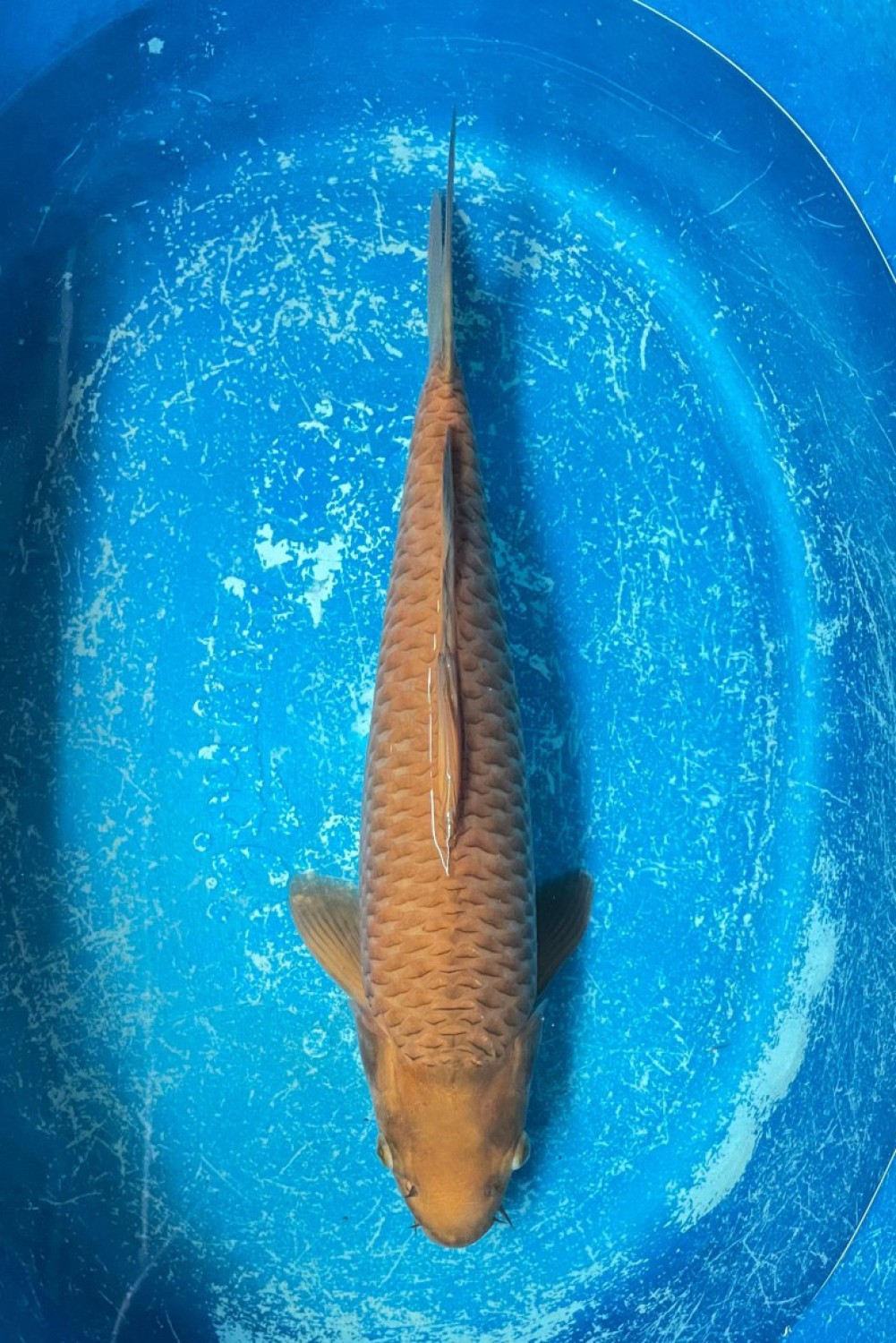 Juara 1