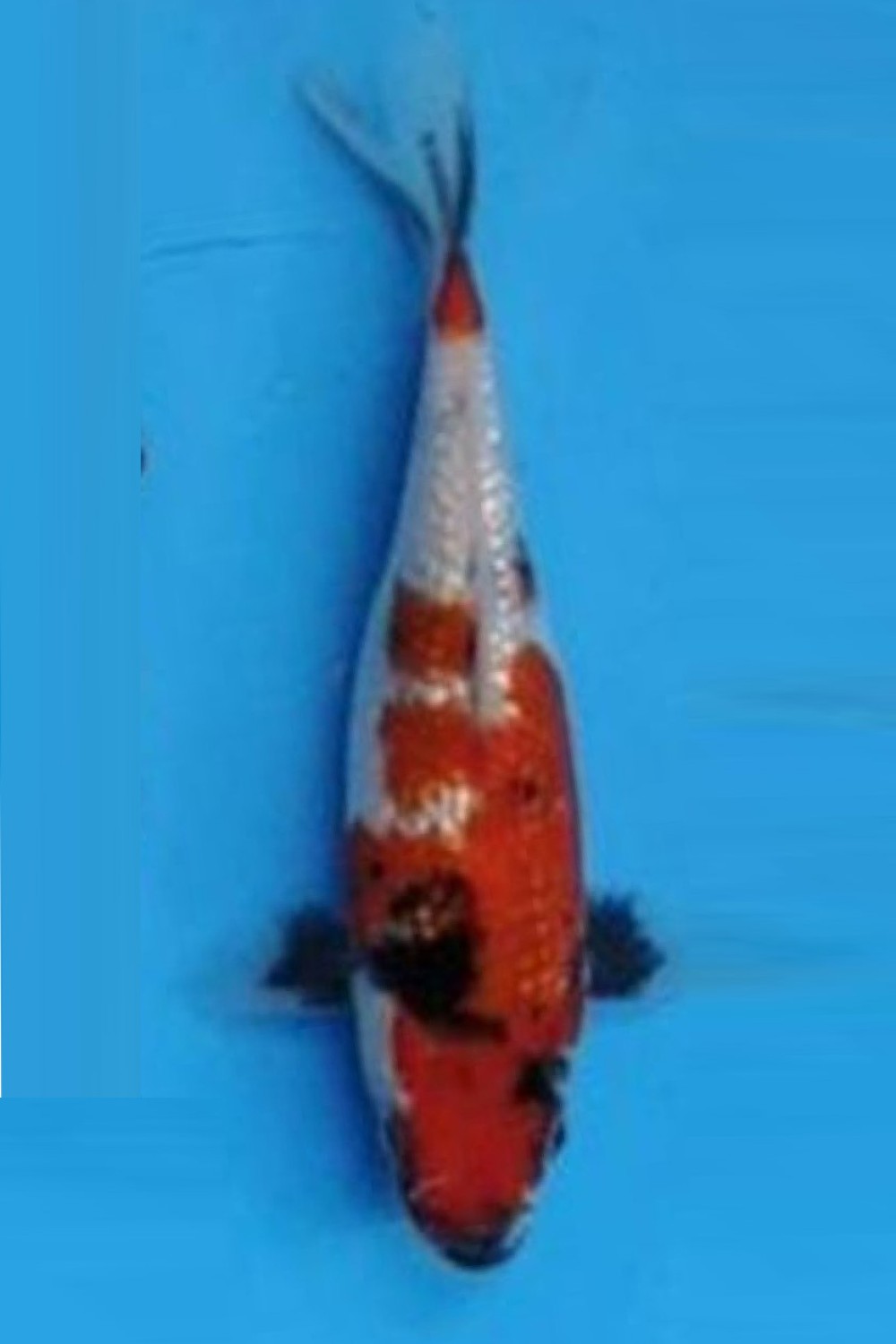 Juara 3