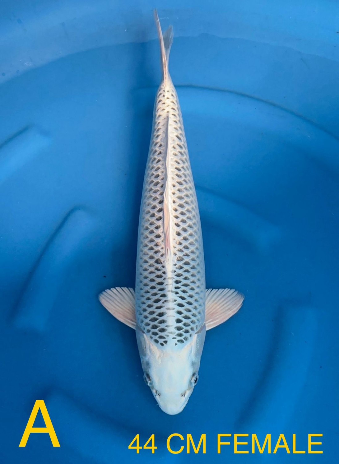Best In Size E 41-45 Cm