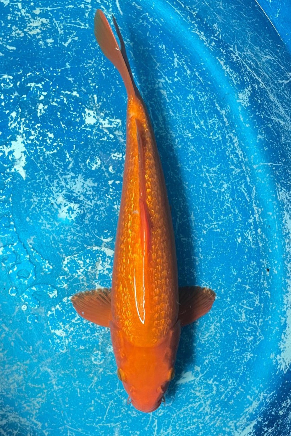 Juara 2