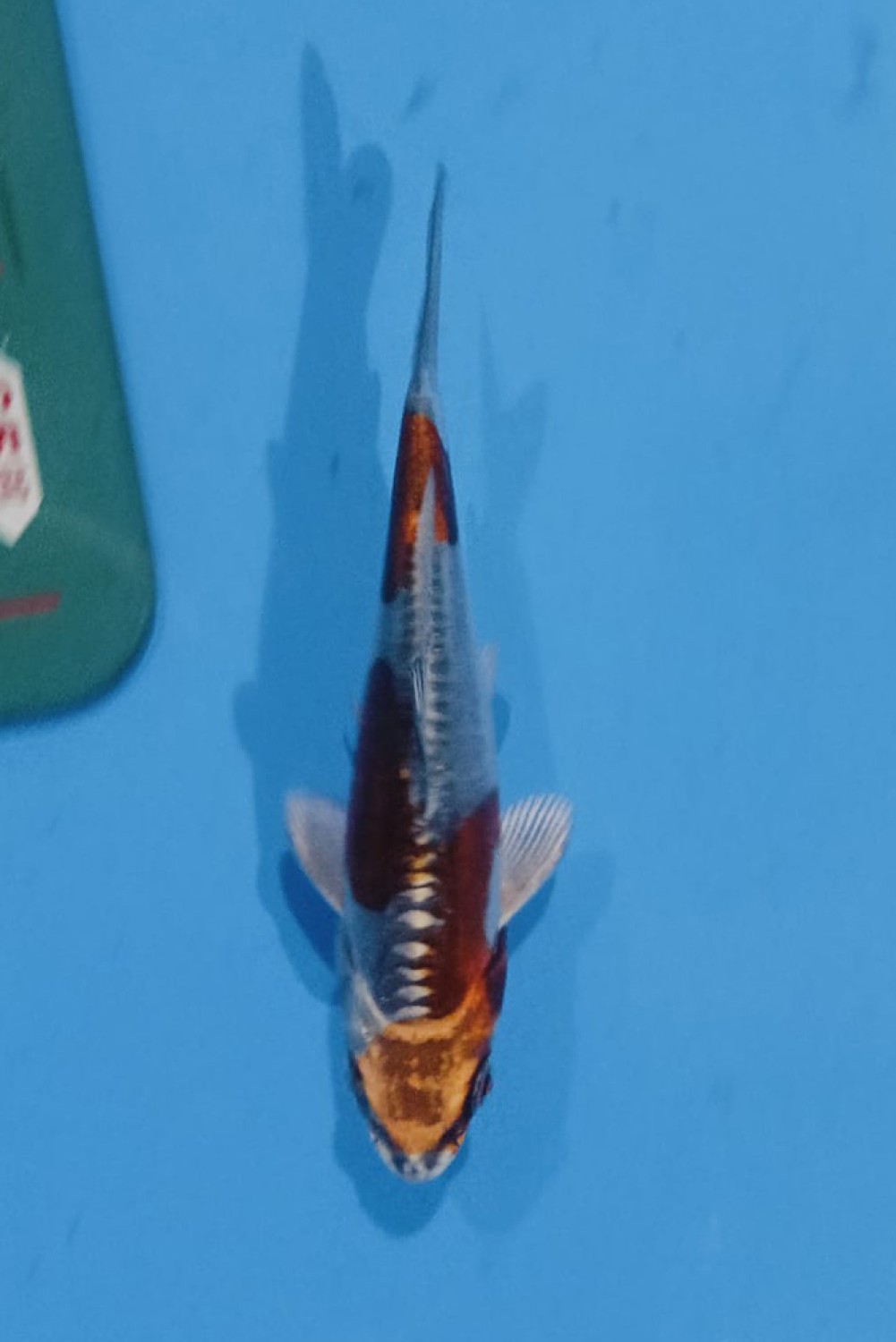 Juara 1