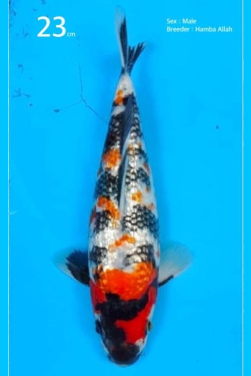 Juara 2