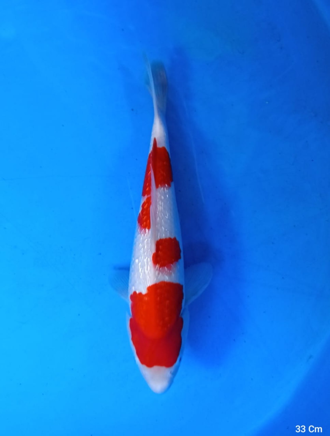 Juara 1