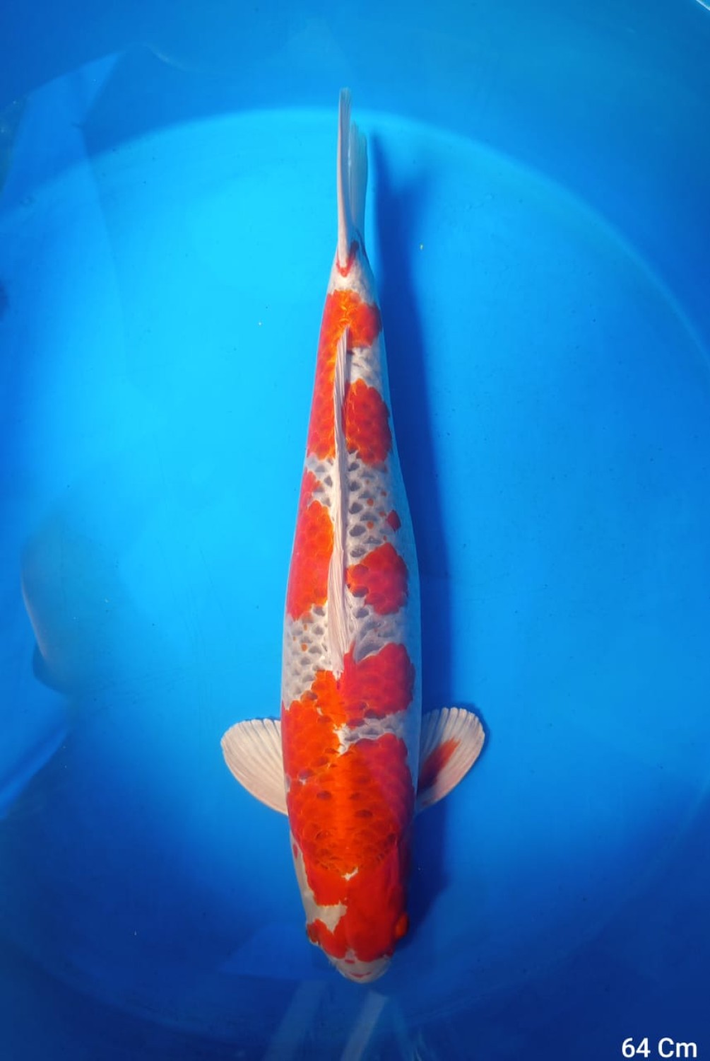 Juara 1
