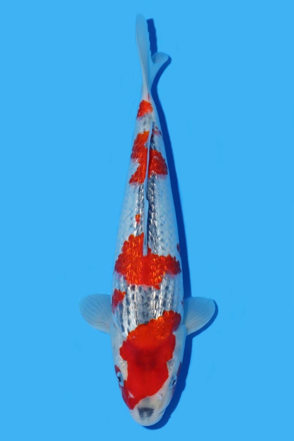 Juara 1