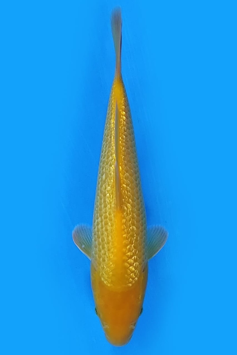 Juara 3