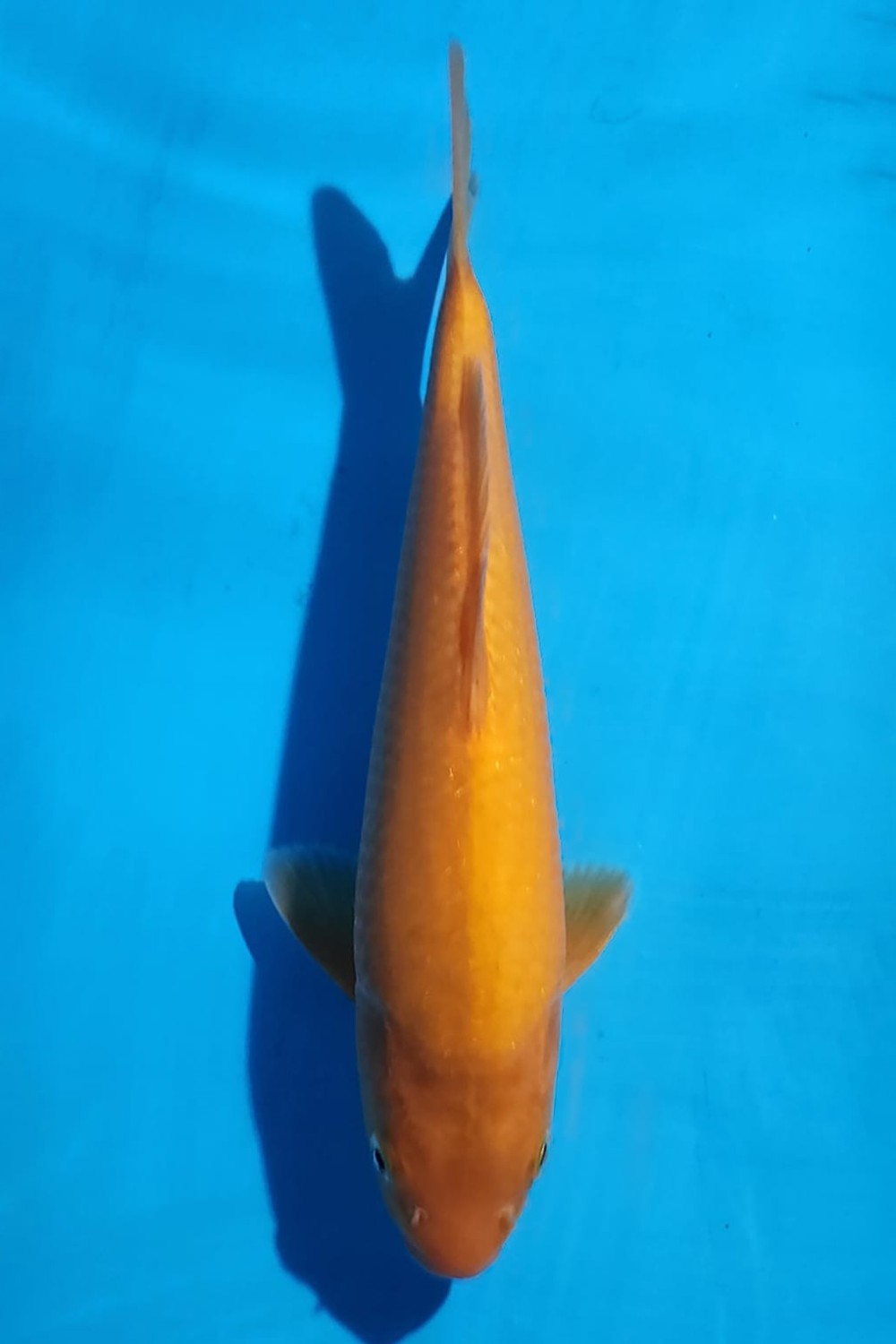 Juara 3