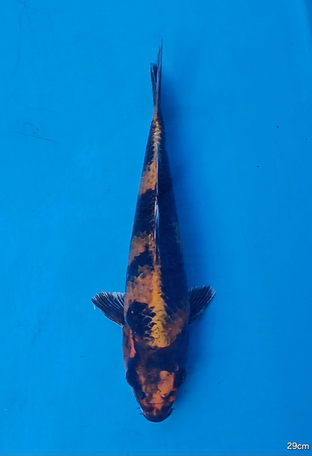 Juara 1