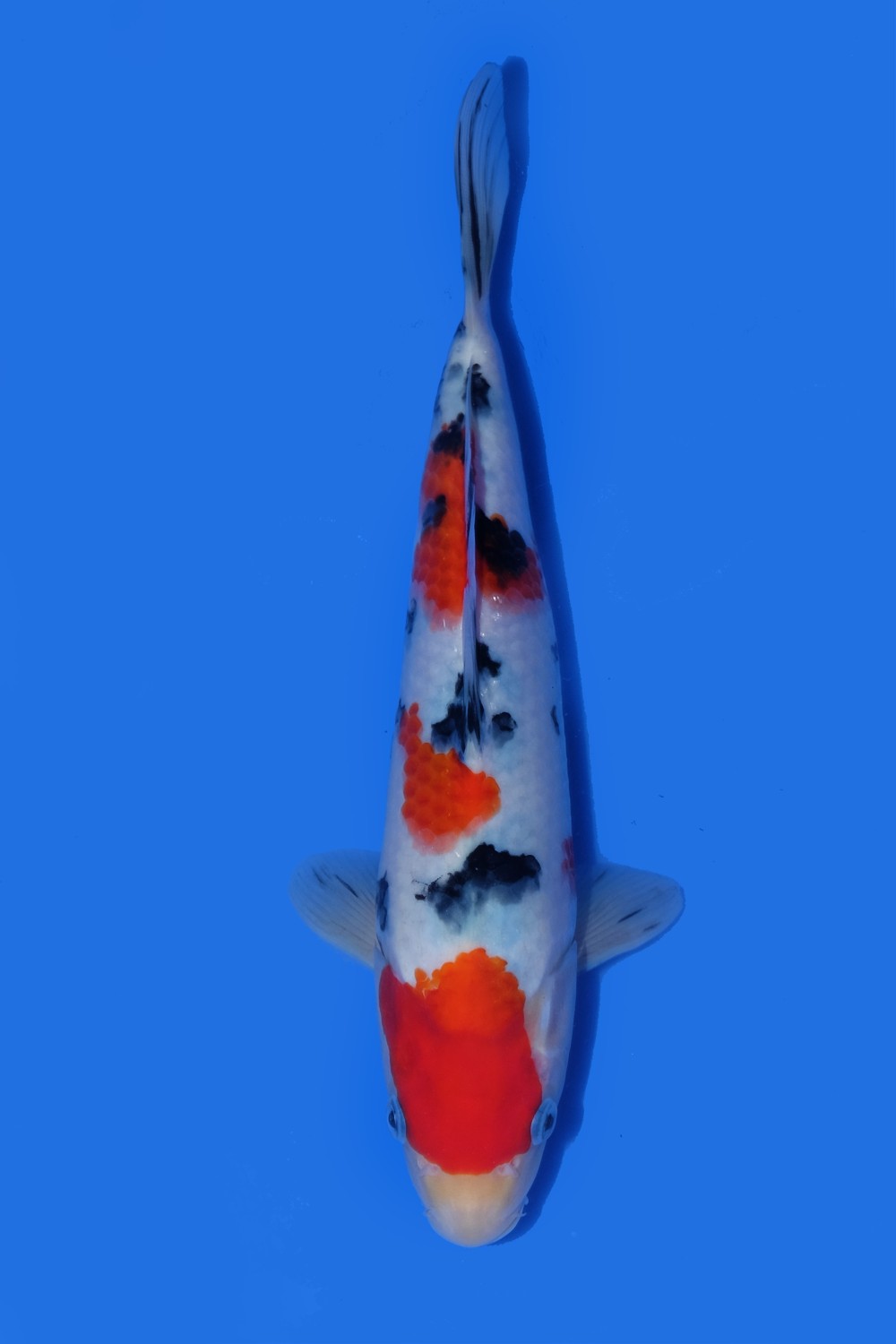 Best In Size A 26-30 Cm