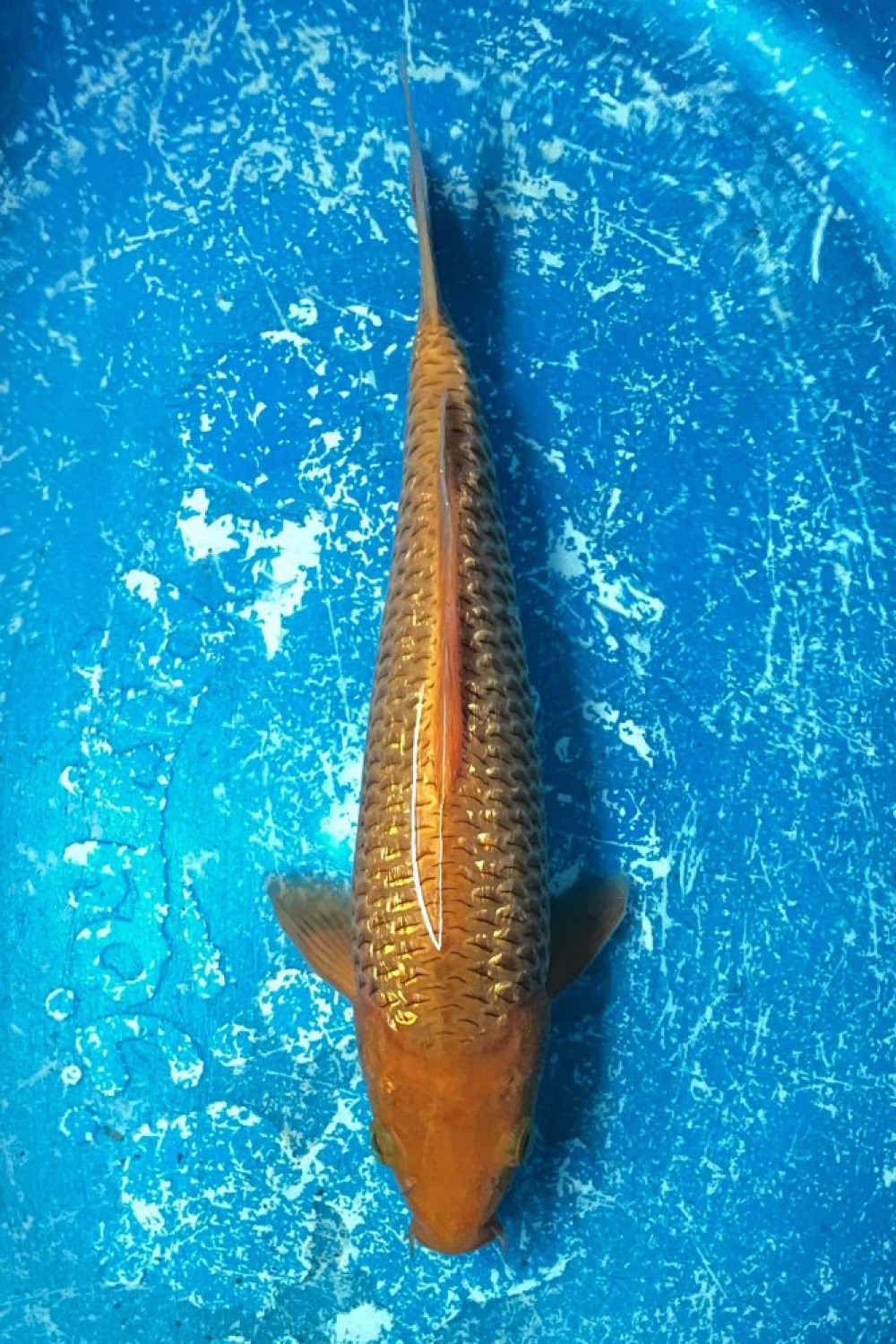Juara 5