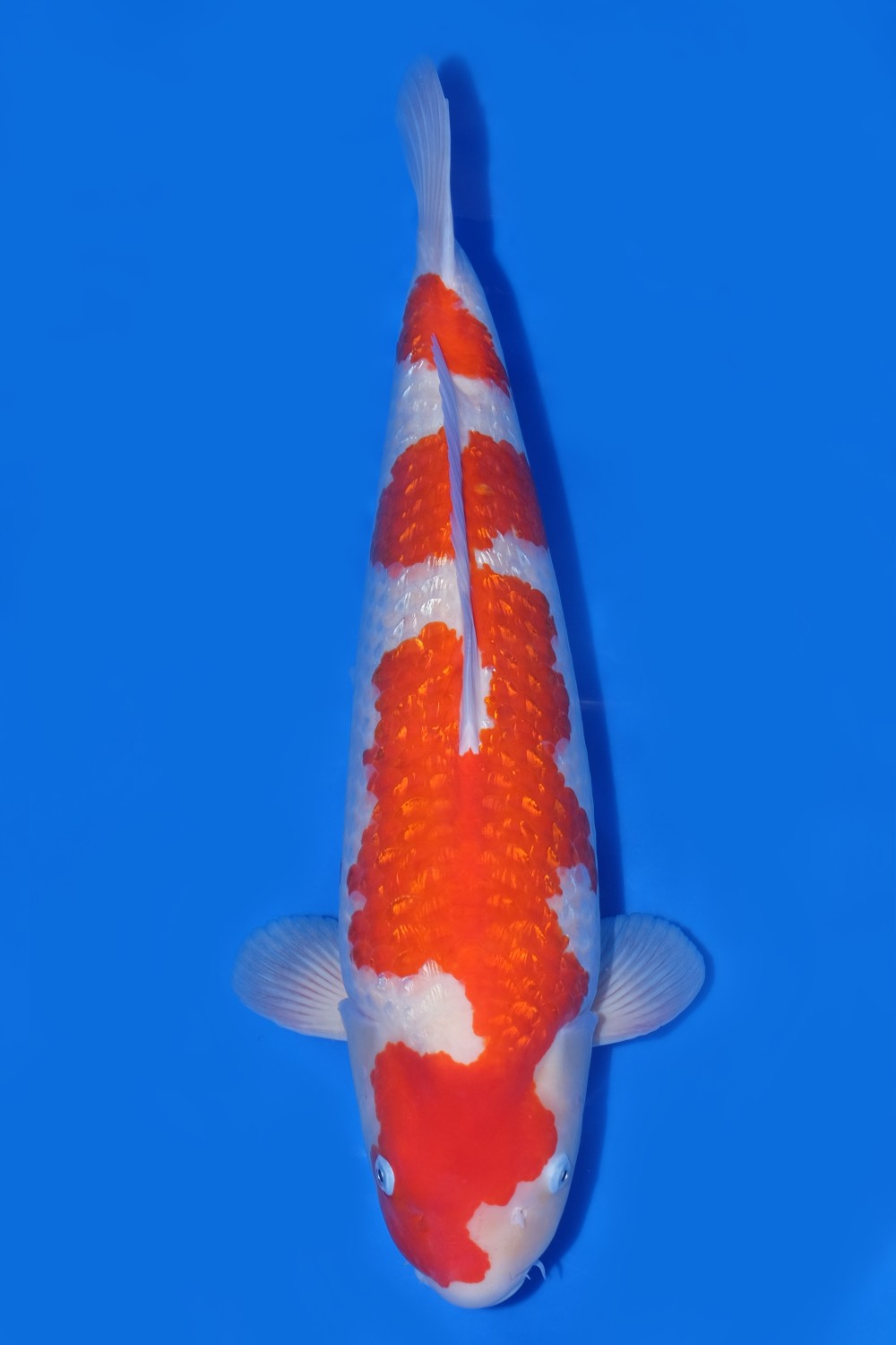 Juara 1