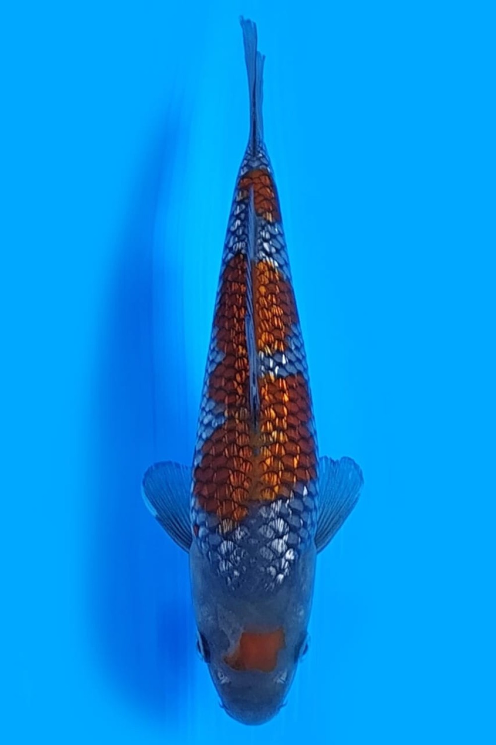 Best In Size C 21-25 Cm