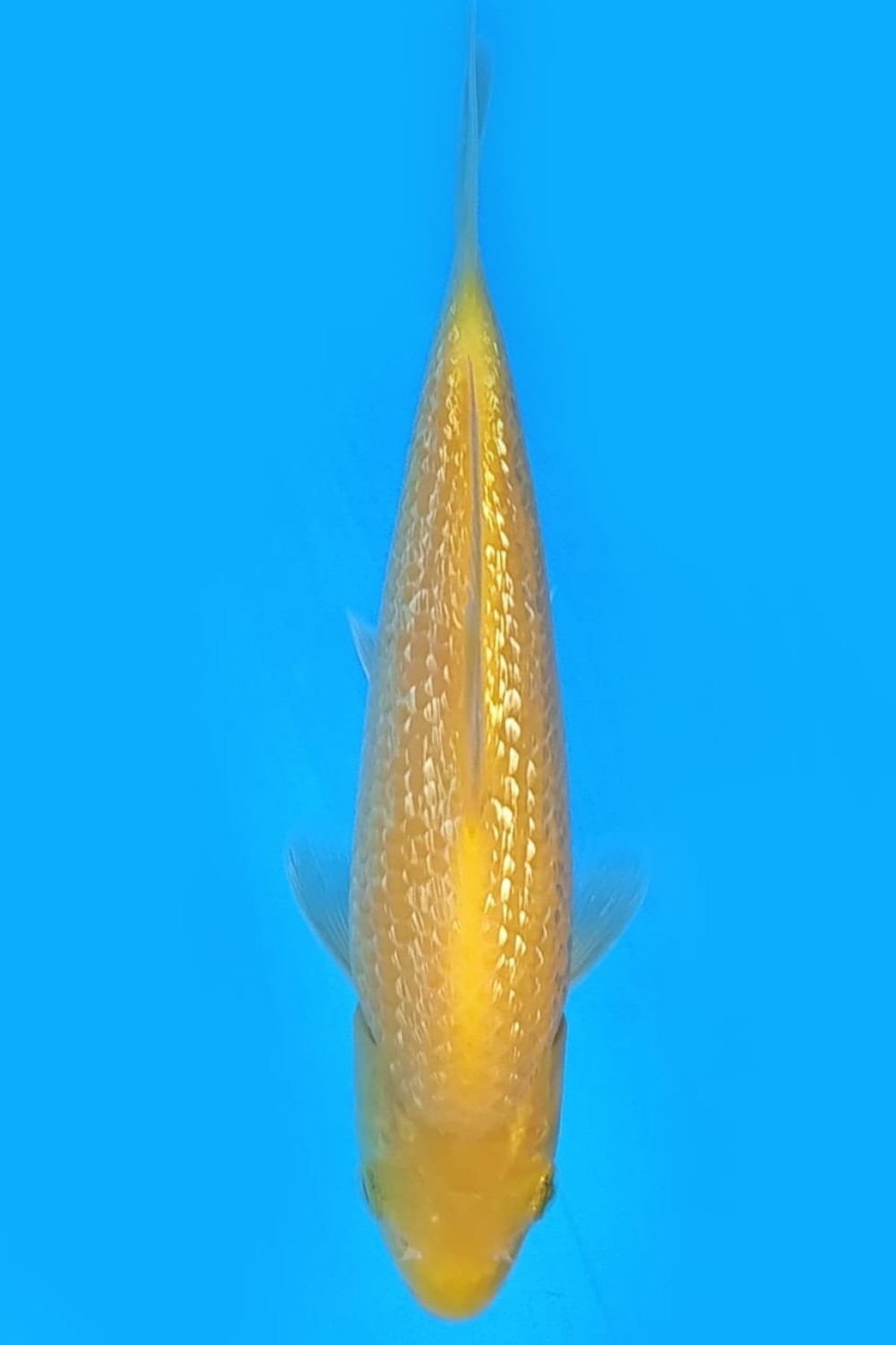 Best In Size E 13-15 Cm