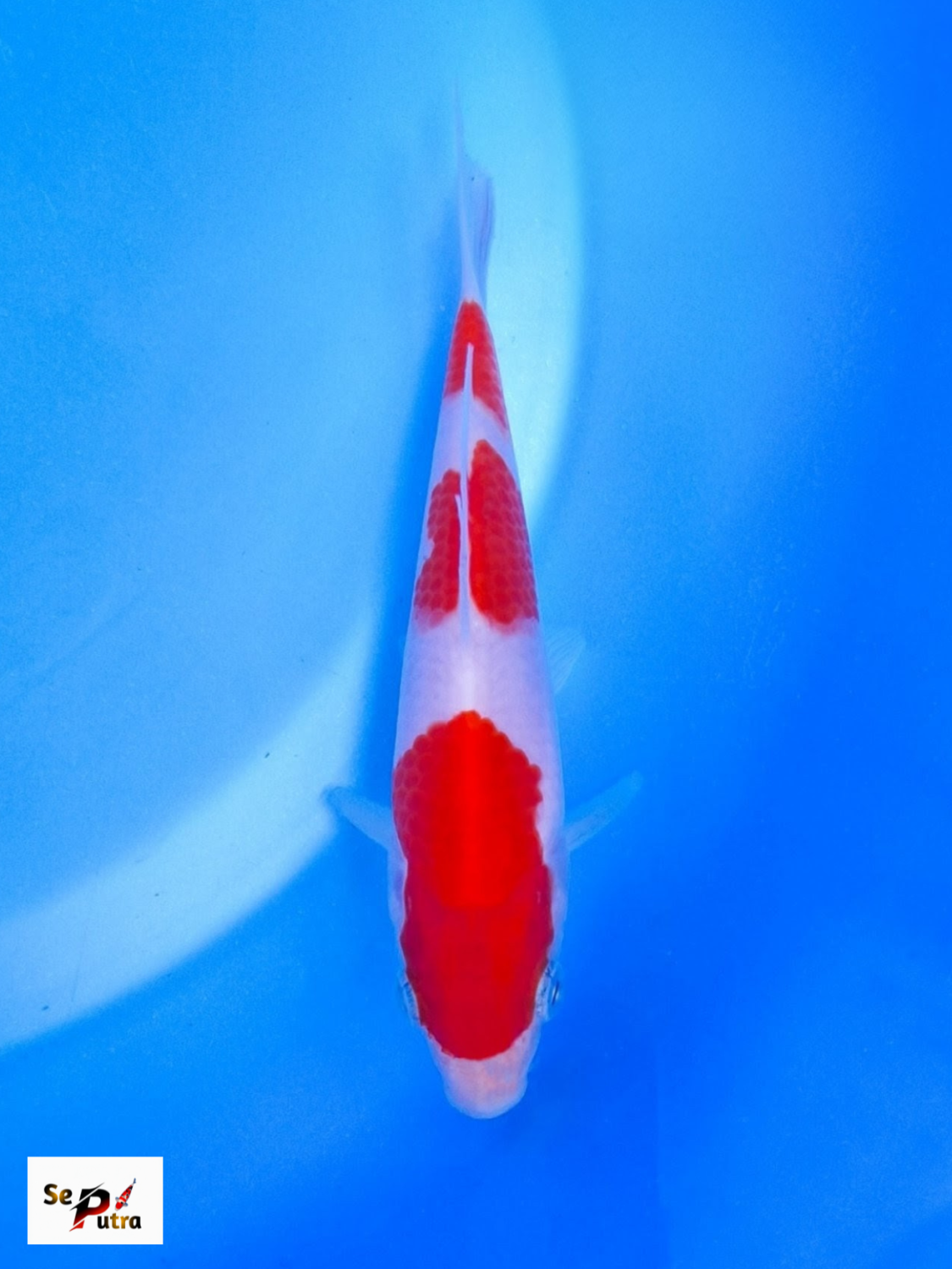 Best In Size A Up 12 cm
