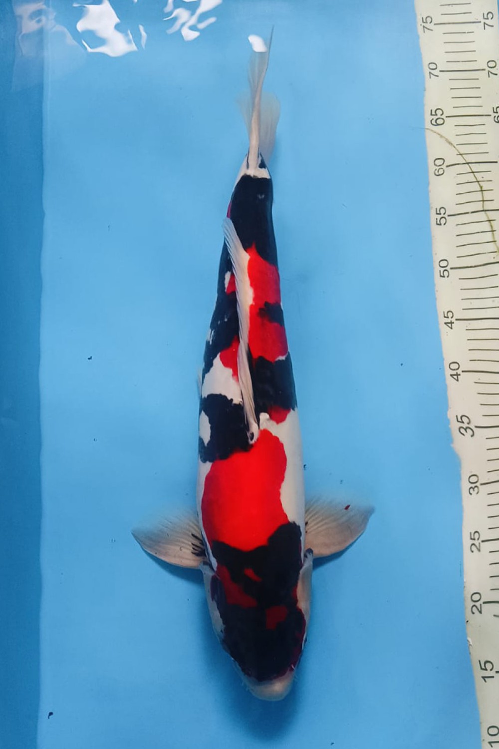 Best In Size C 51-55 Cm