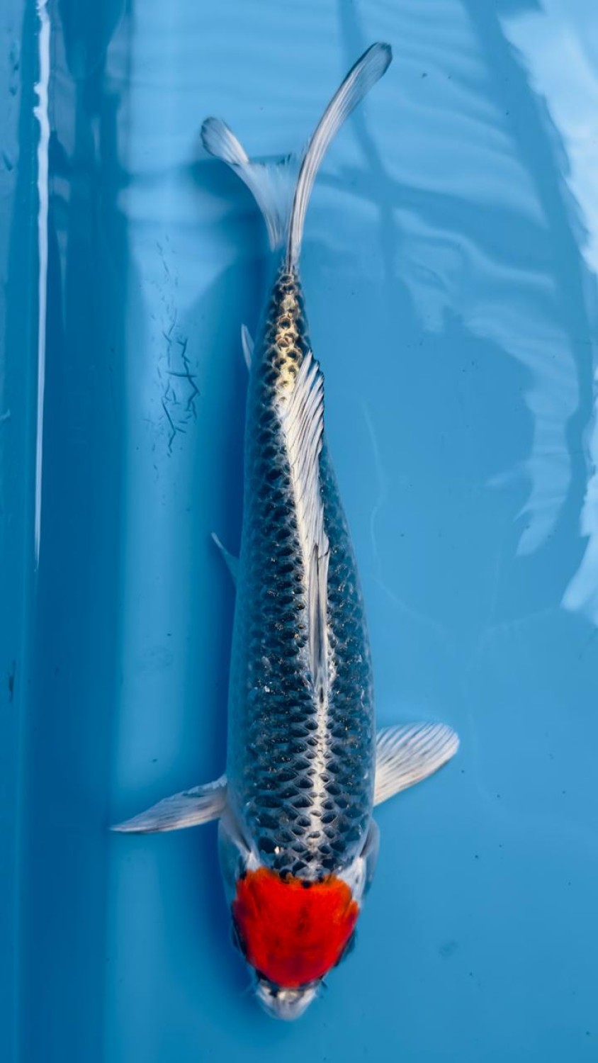 Juara 1