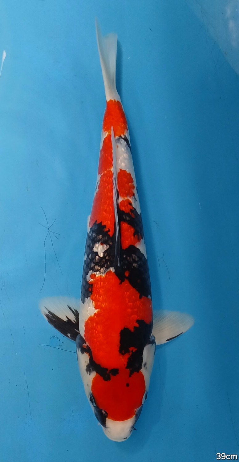 Best In Size B 36-40 Cm