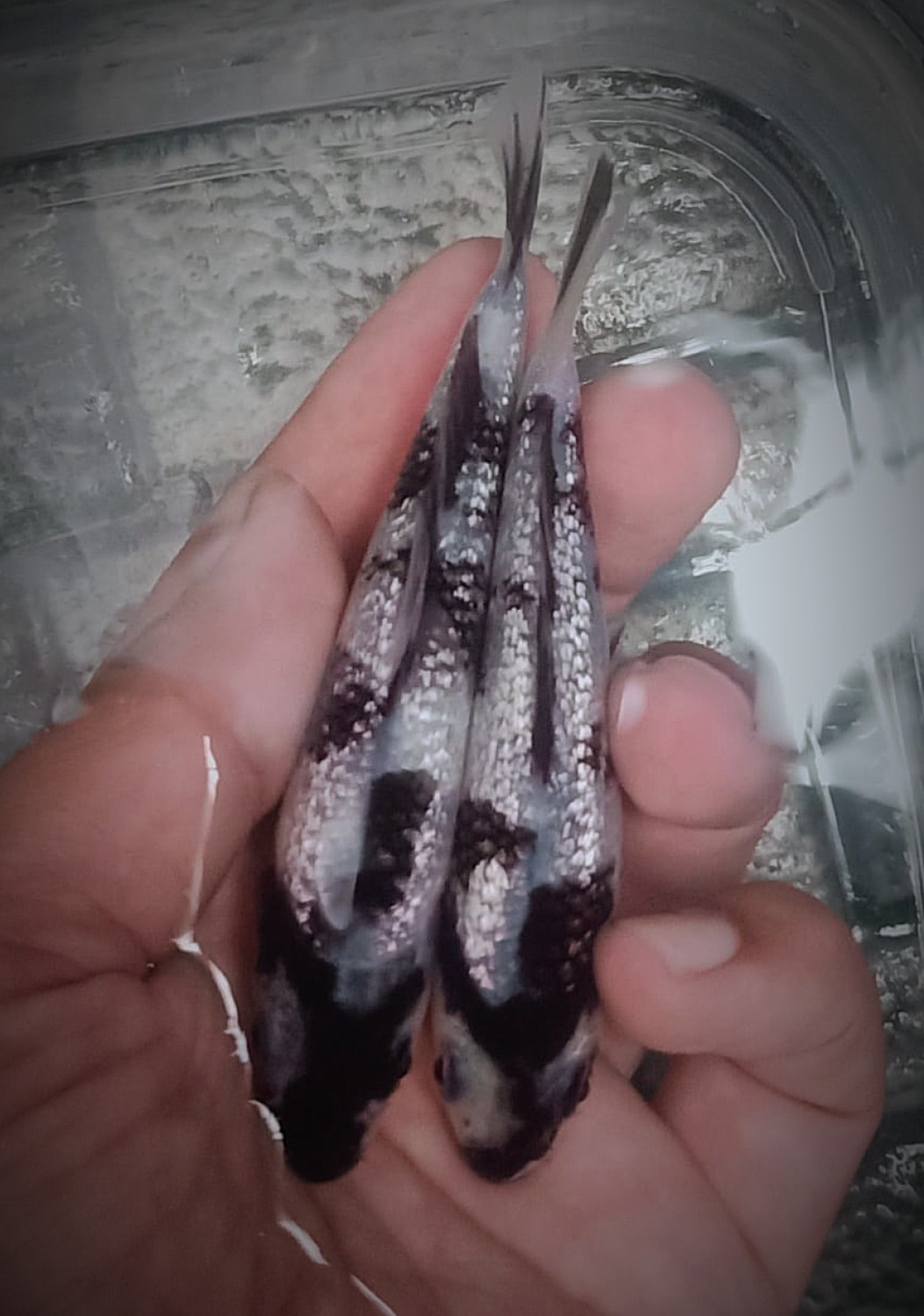Best In Size B, Breeder 01 - 12 cm