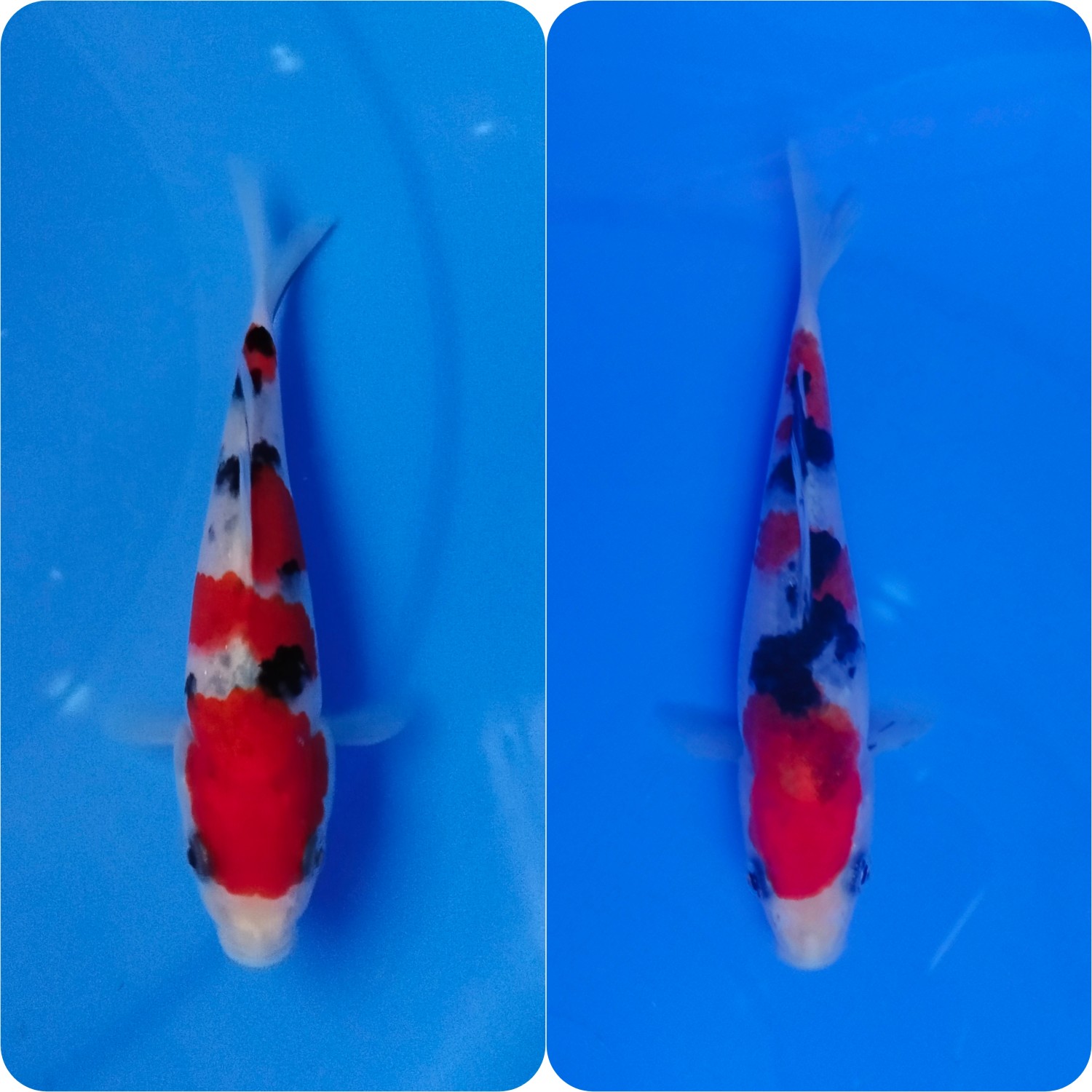 Juara 3