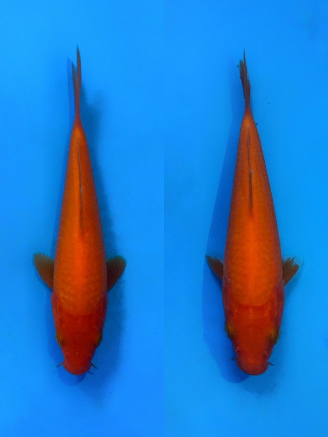Juara 1