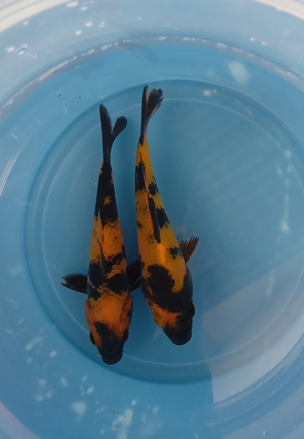 Best In Size C, Breeder 01 - 12 cm