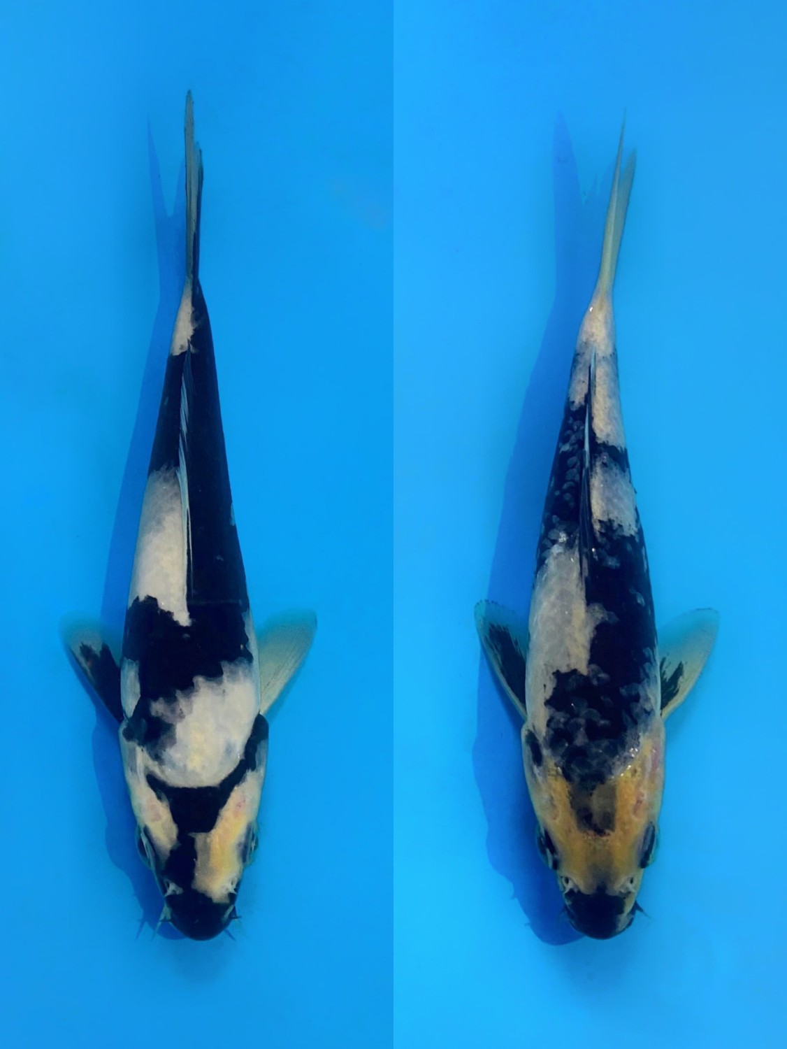 Juara 1