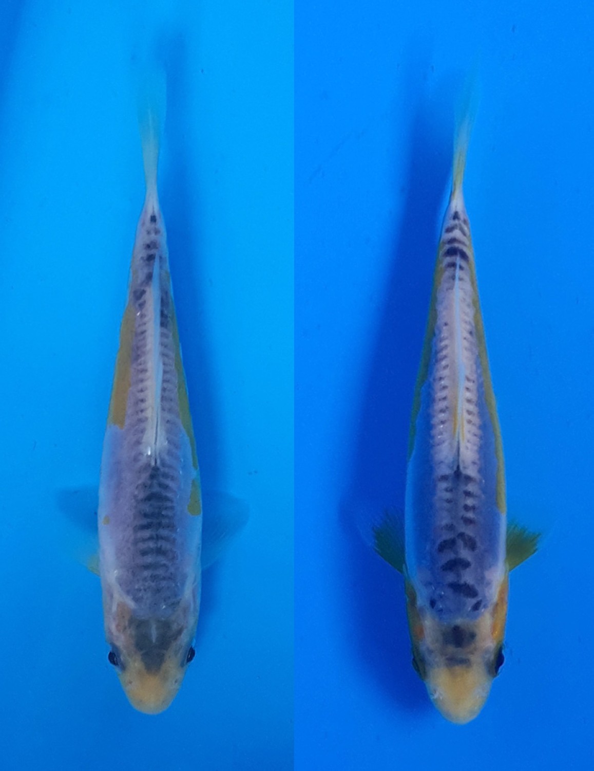 Juara 1