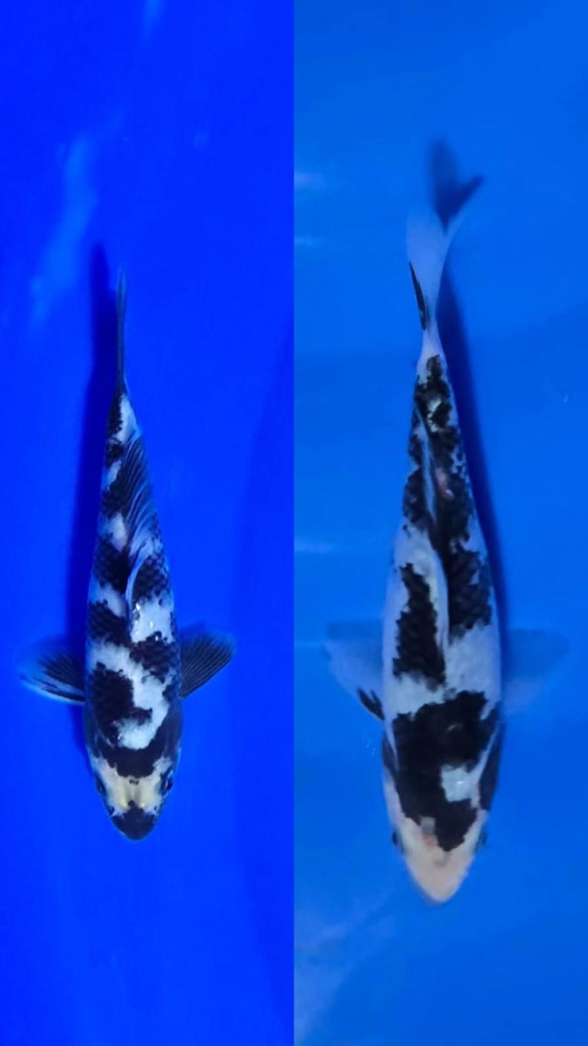 Juara 1