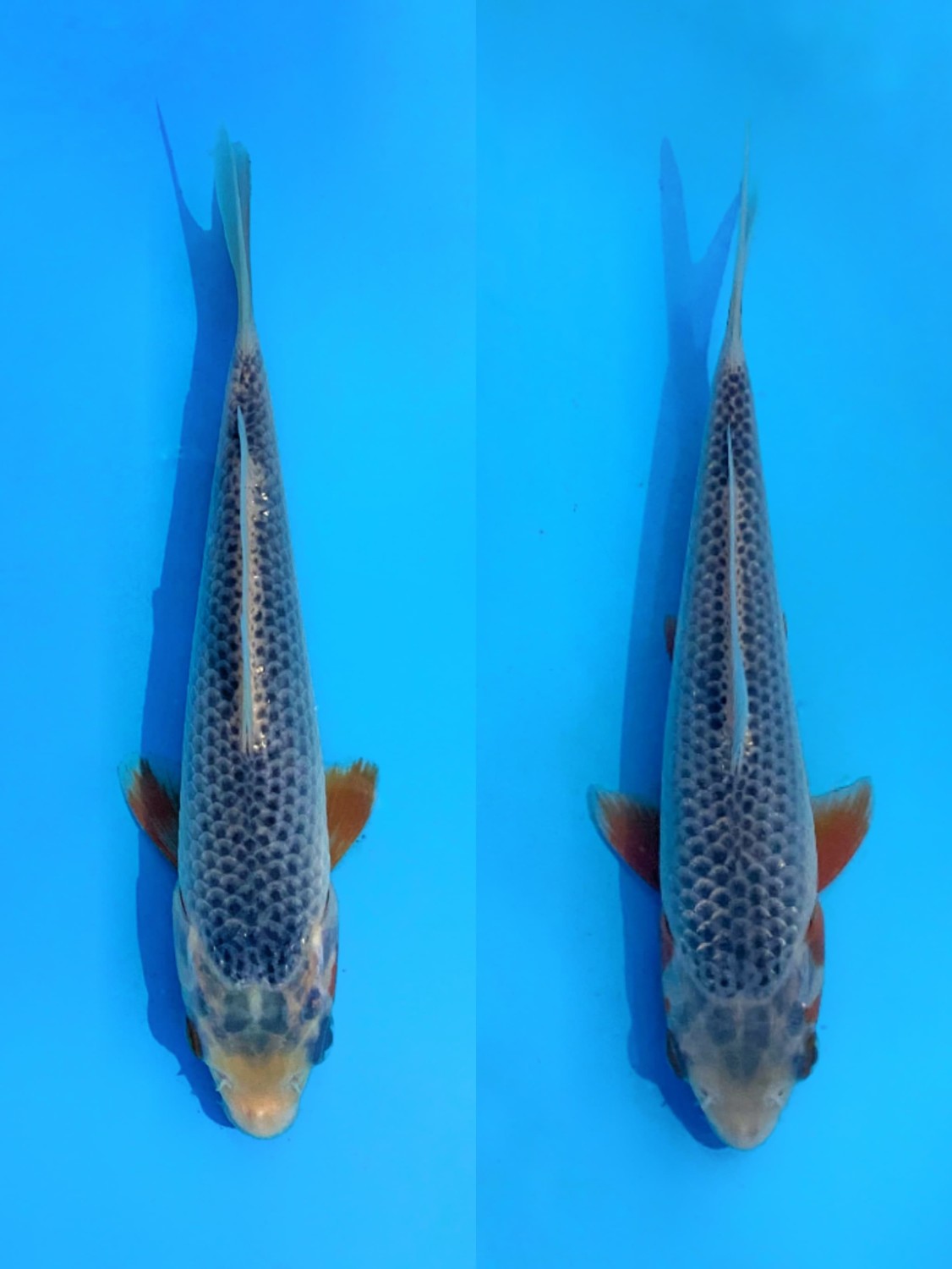 Best In Size C, Breeder 13 - 15 cm