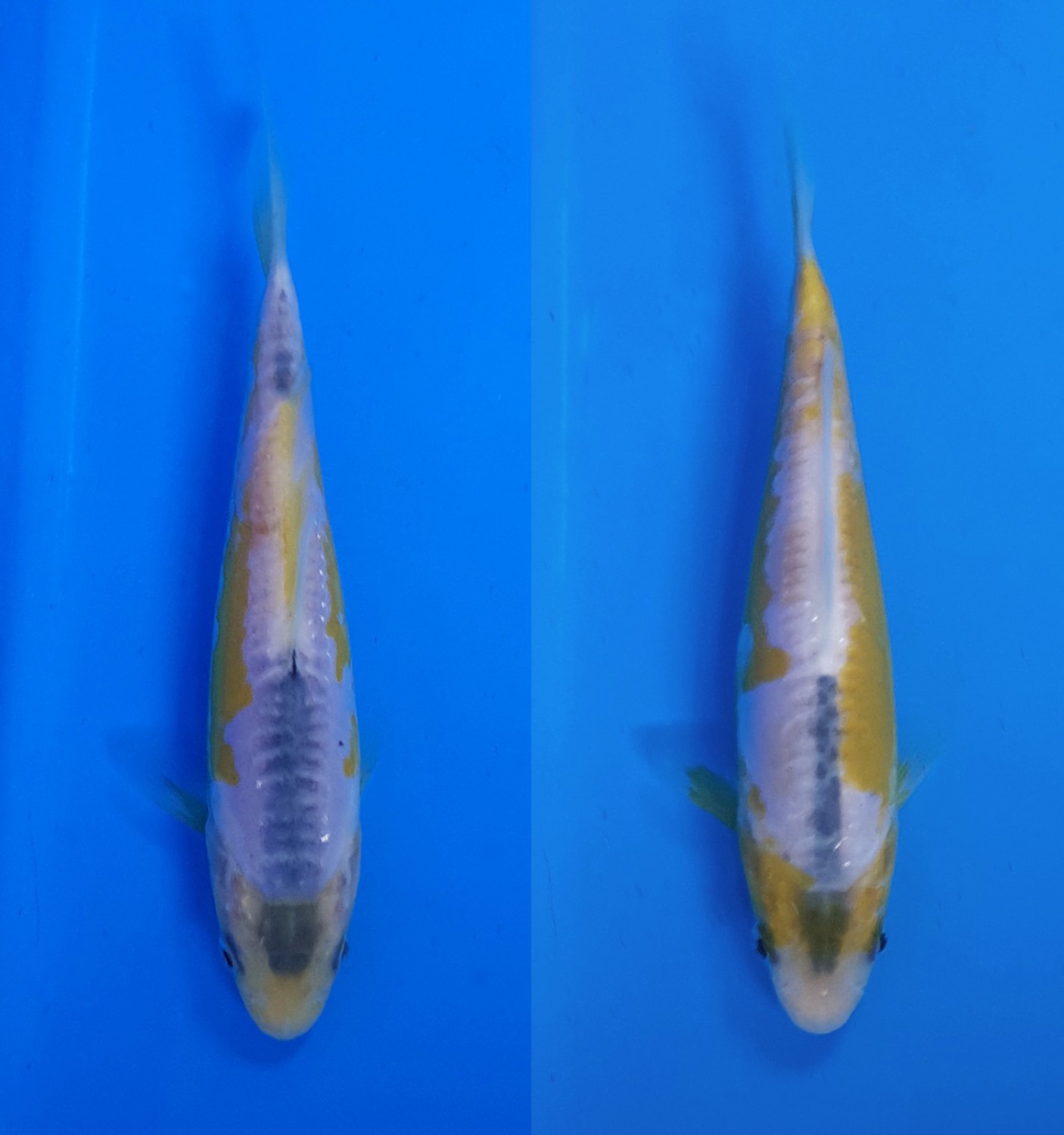 Juara 1