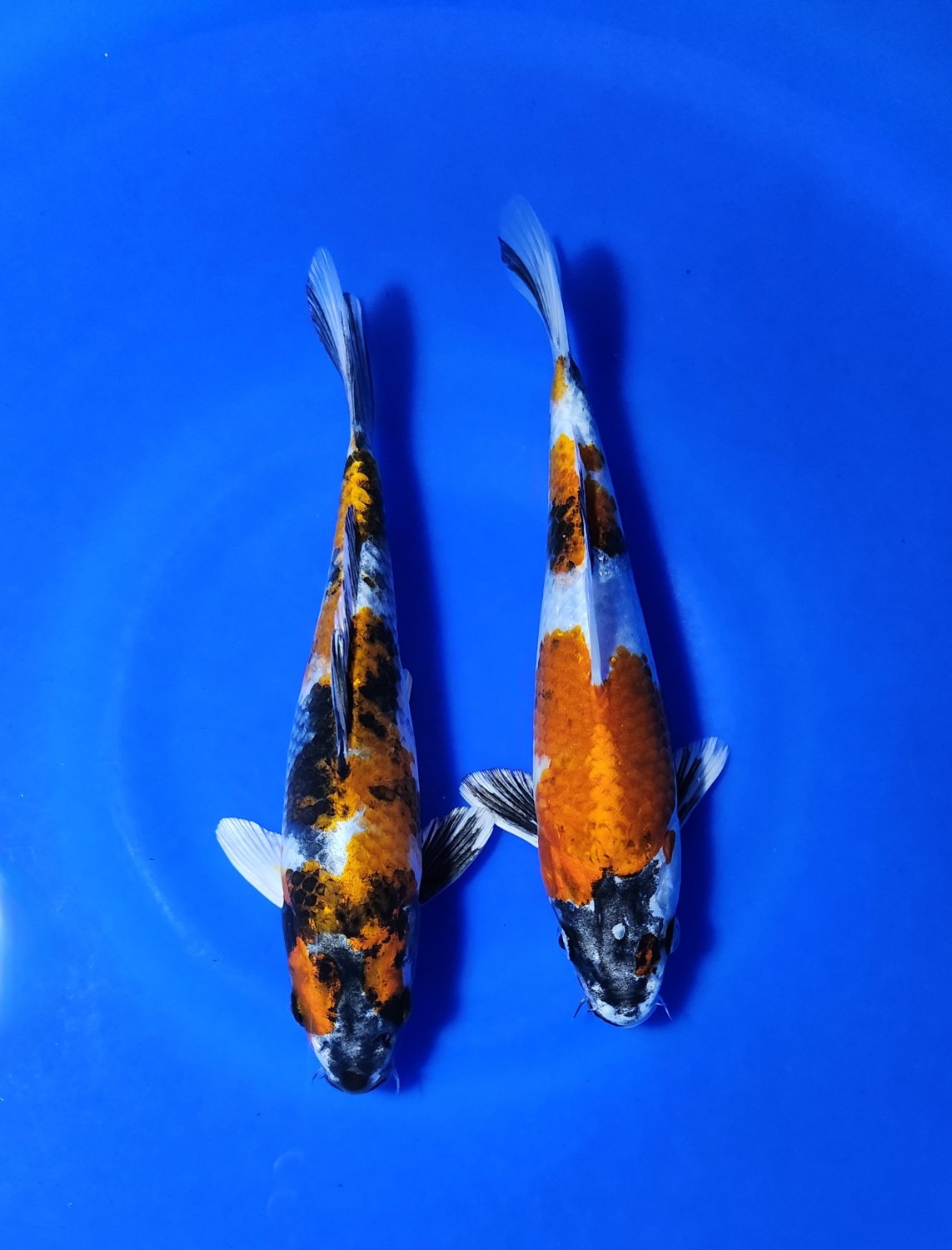 Juara 1