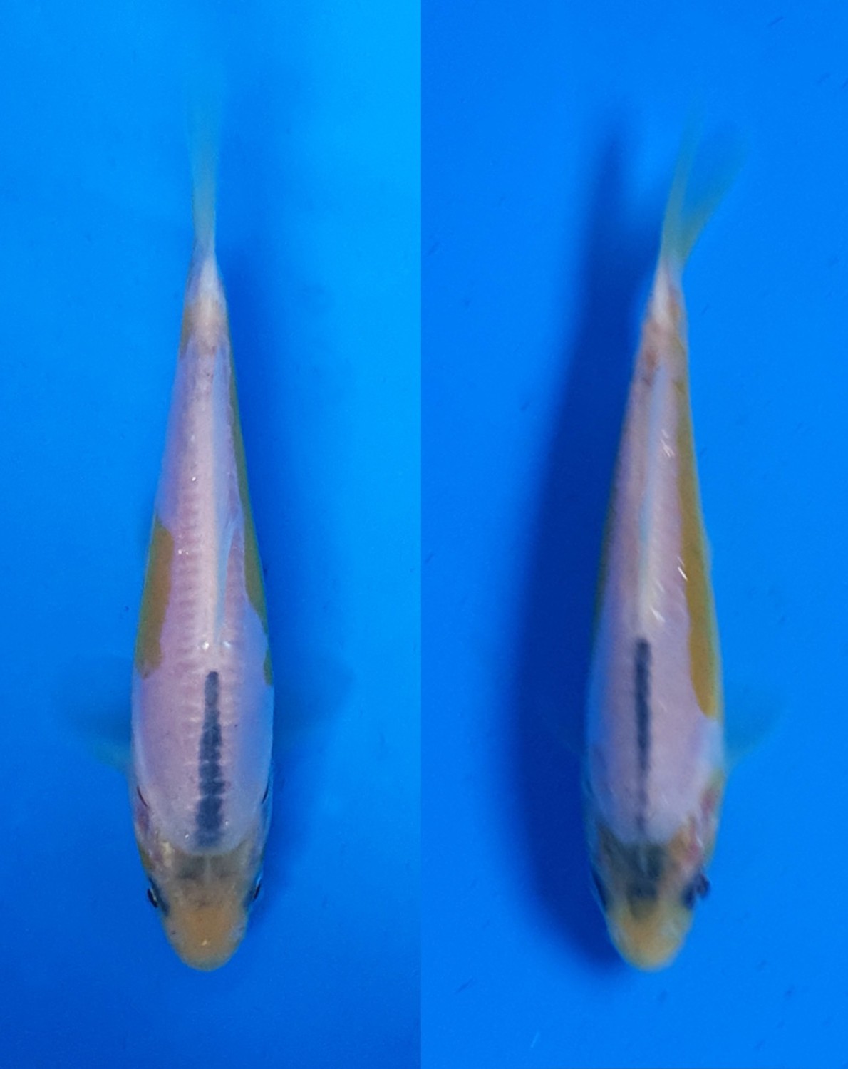 Juara 1
