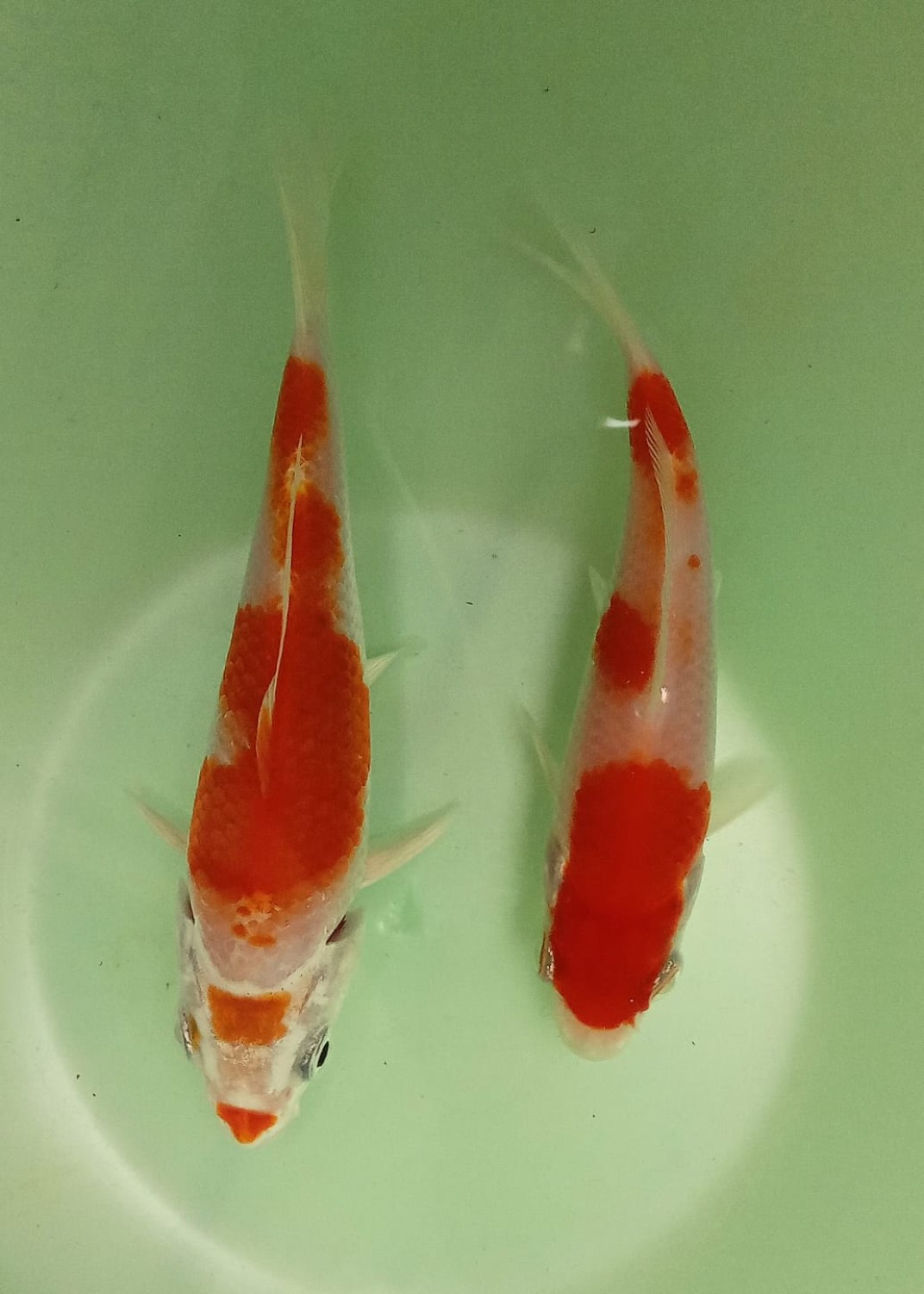 Juara 1