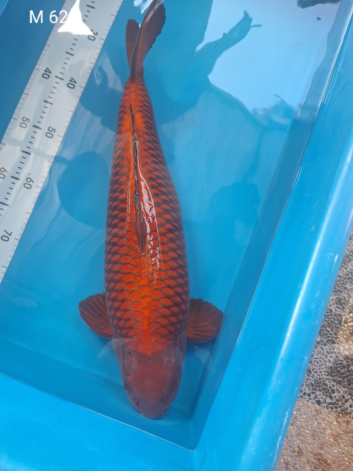 E. Kamboja Mature Champion