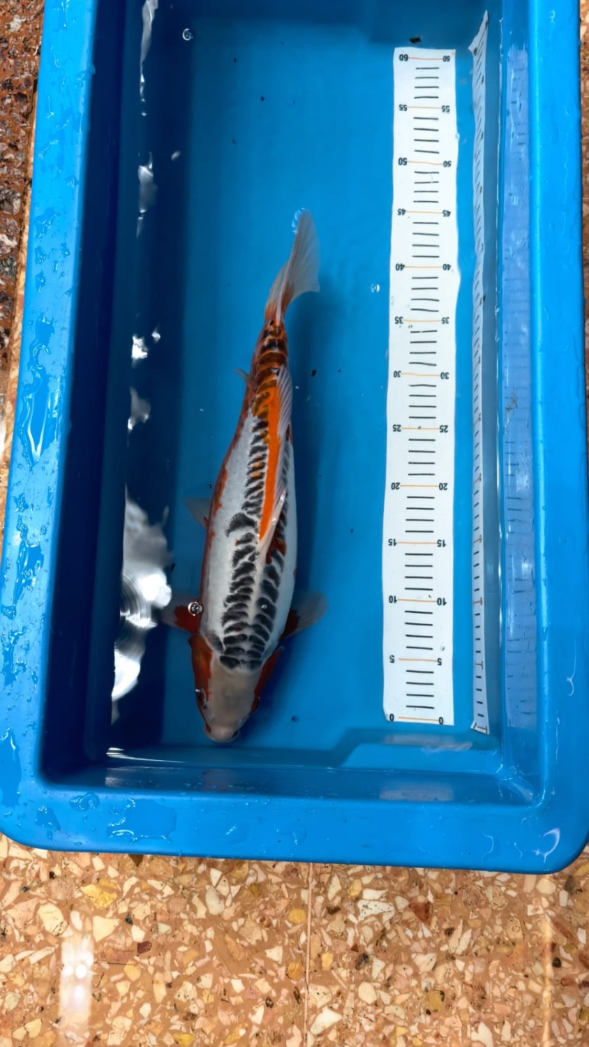 Juara 1