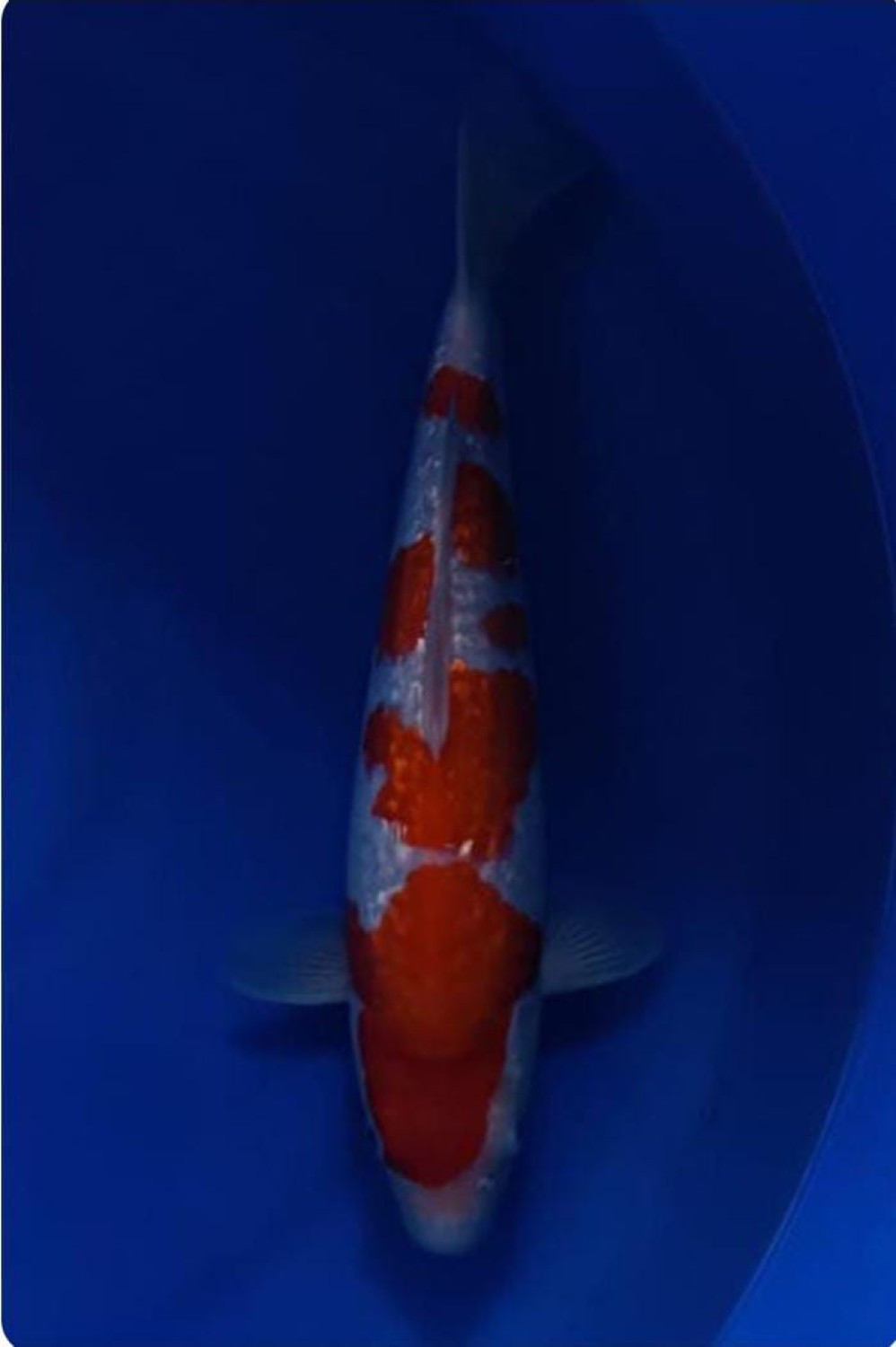 B. Melati Prize 41 - 45 cm